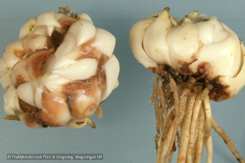 Fusarium lily
